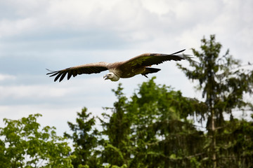 flying hunting bird eagle speed