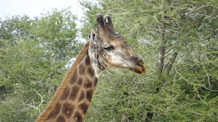 giraffe_kruger