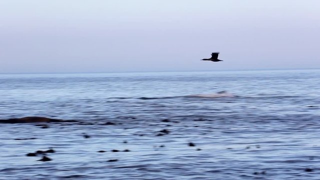 Footage of the ocean at St Helena bay on the west coast of south africa at dusk