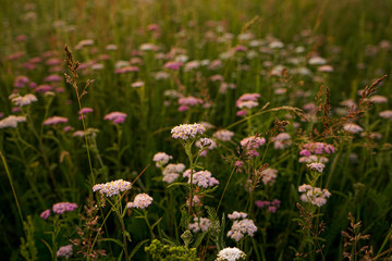 Obraz premium flowers in the garden