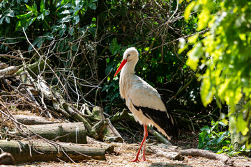 Storch 