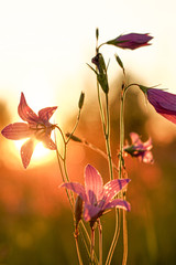 Obraz premium pink flower