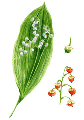 Hand drawn watercolor illustration of lily of the valley (Convallaria majalis). Botanical illustration - plant with leaves, flowers and seeds.