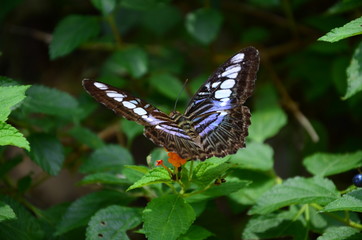 Butterfly on a leaf