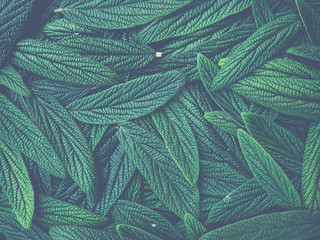 dark moody image shows hundreds of viburnum leafs - topview - wallpaper or background; viburnum rhytidophyllum or wrinkled viburnum