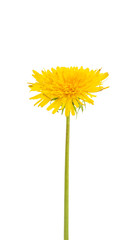 beautiful dandelion flower isolated