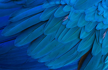 Ara ararauna. Plumaje
