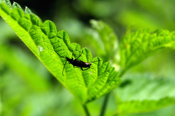 Käfer sucht Schutz unter grünem Blatt - Stockfoto