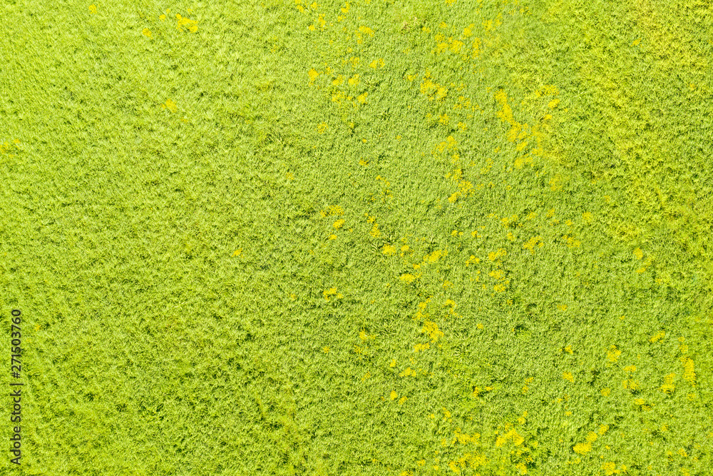 Wall mural Green field with yellow flowers top aerial view