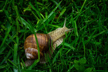 Grape snail crawling in the grass after the rain