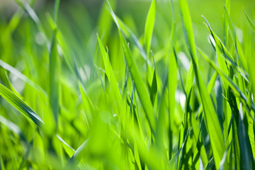 Field of green grass.