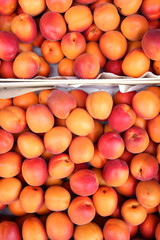 many fresh apricots top view 