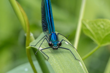 prachtlibelle