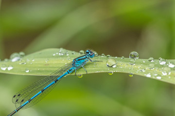 libelle auf morgentau