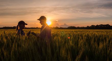 Two farmers man and woman work in a wheat field at sunset © StockMediaSeller