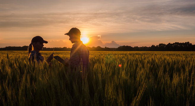 Two Farmers Man And Woman Work In A Wheat Field At Sunset