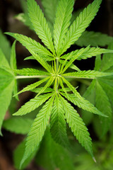 Marijuana leaves, cannabis on a dark background. Cannabis plant, growing organic cannabis