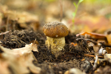 The most delicious kind of mushrooms in Europe. Oak boletus mushroom found in the forest