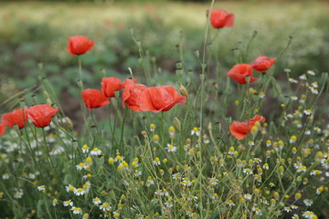 Poppy field of red poppies with daisies