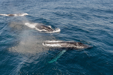 Obraz premium Whales