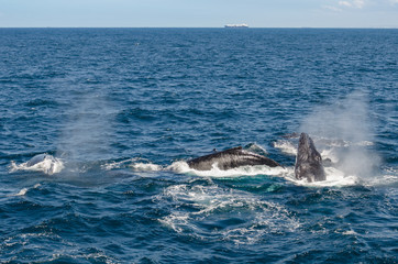 Fototapeta premium Whales