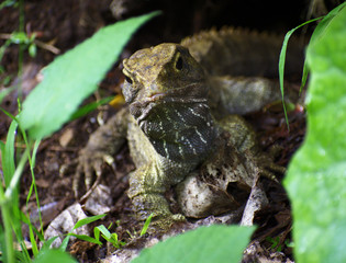 New Zealand endemic Tuatara sphenodon punctatus reptile portrait Zealandia Wellington