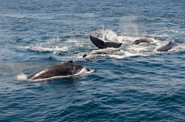 Fototapeta premium Wieloryby