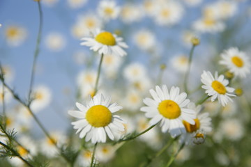 white daisies in a chamomile field against a blue sky. Flower pattern.