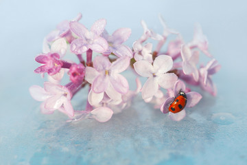 ladybug sitting on a beautiful lilac flower. Reflection in water. Beautiful background - 271505104
