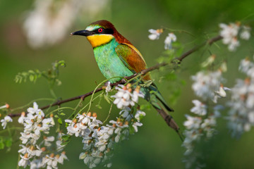 Fototapeta premium beautiful colored bird sits among the flowers of acacia