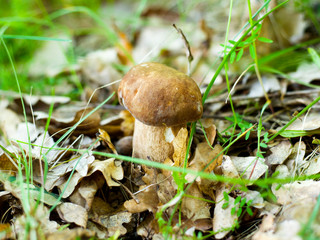 The most delicious kind of mushrooms in Europe. Oak boletus mushroom found in the forest