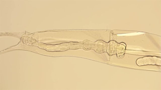 zooplankton under a microscope, the work of the internal organs Cladocera Leptodora Branchiopoda, a crustacean, is a predator, 98 percent transparent, prefers immature crustaceans of Daphnia, Bosmina