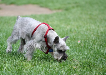 Schnauzer smelling the glass