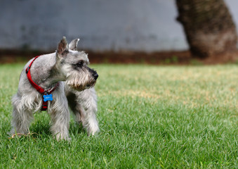 vigilant Schnauzer in the glass