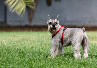 Happy Schnauzer in the glass