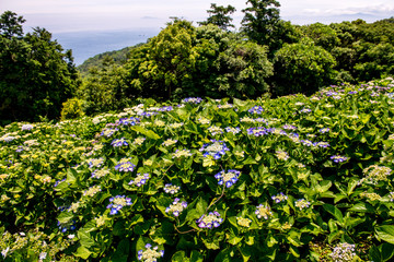 豊予海峡の紫陽花