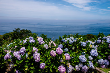 豊予海峡の紫陽花