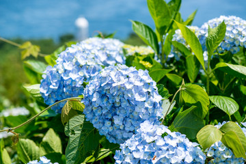 豊予海峡の紫陽花