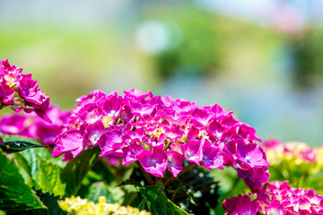 Obraz premium 豊予海峡の紫陽花