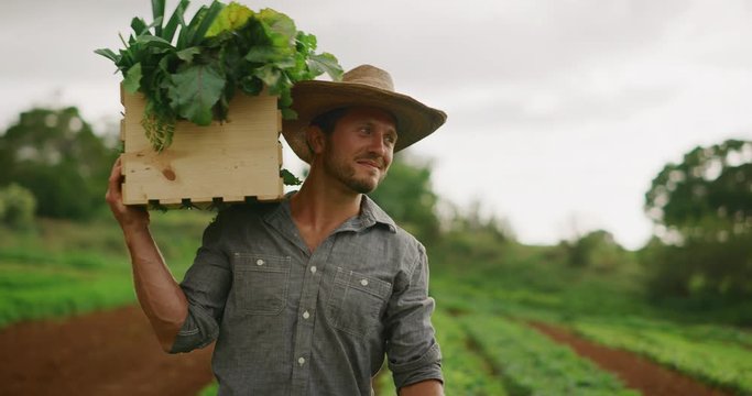 Happy farmer walking with fresh vegetable harvest on sustainable organic farm, farmers market theme