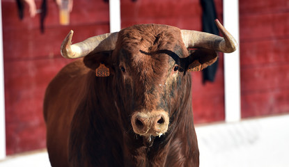 toro español