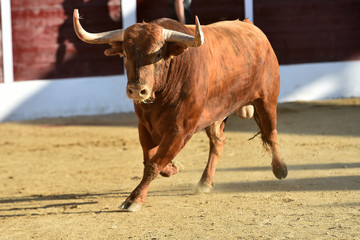 toro español