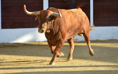 toro español