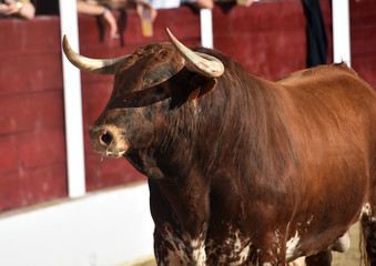 toro español