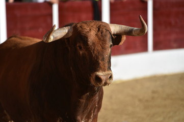 toro bravo español en plaza de toros