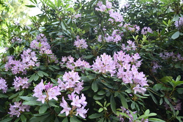 Hier blühen meine Träume