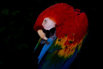 Guacamayo escarlata. Ara macao