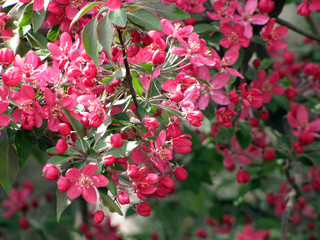     buds and flowers of pink ornamental apple         