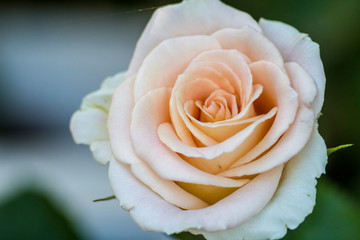 Cream white rose