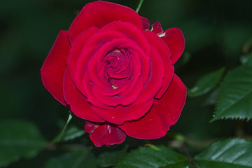 red rose